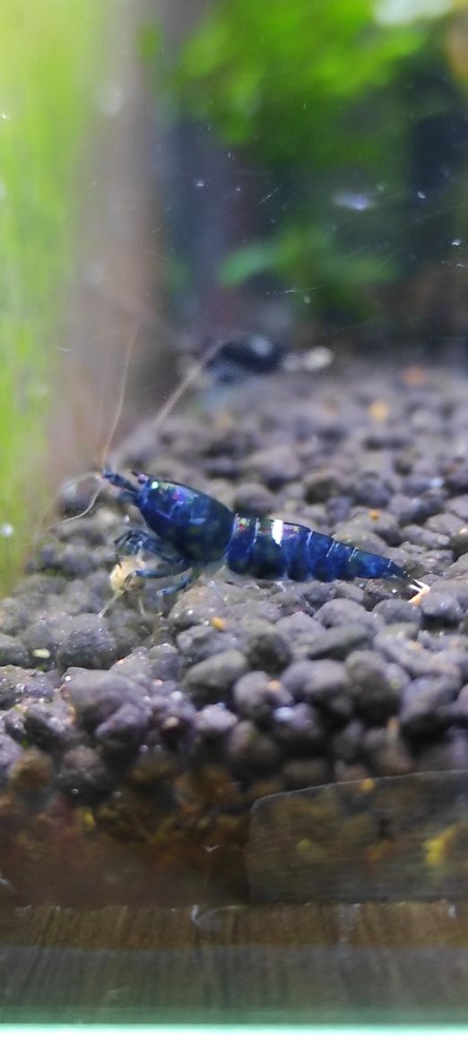Taiwan KING KONG ONE STRIPE 
gradacja: multi stripe (2-3 paski)