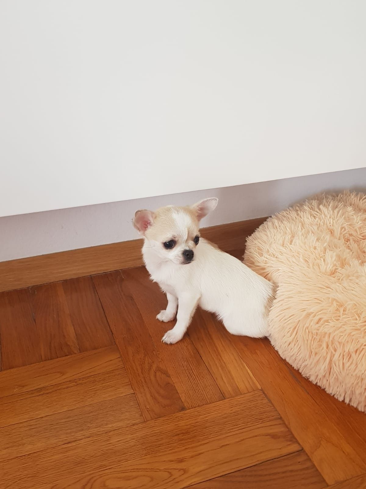 Chihuahua suczka krótkowłosa