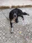 Filha pastora alemã e de cockerspaniel adoção