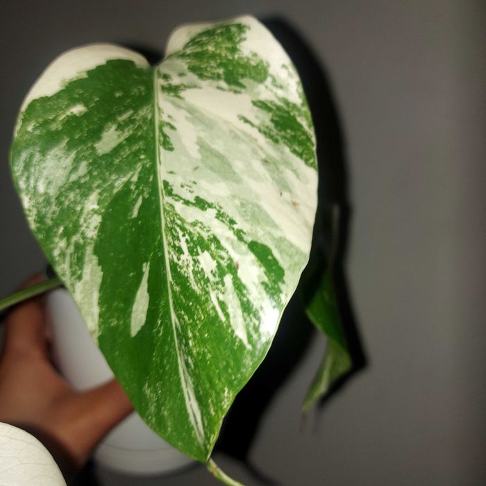 Monstera noid sadzonka ze zdjęcia