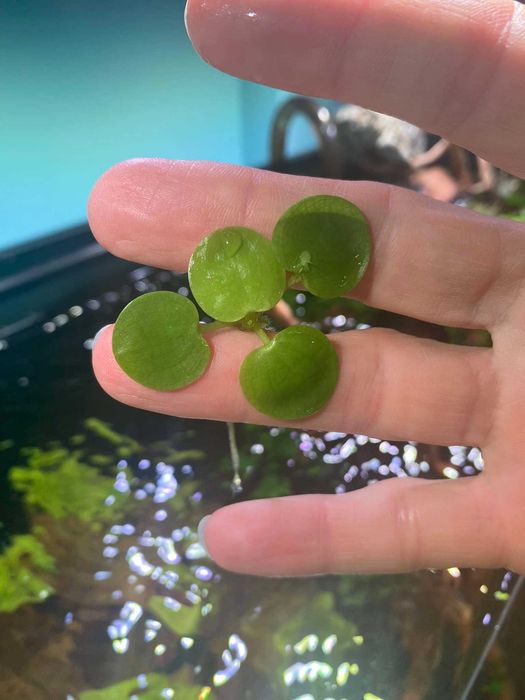 Limnobium laevigatum roślina pływająca