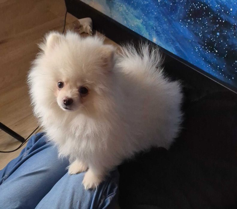 Pomeranian Seila – urocza suczka gotowa do zmiany domu
