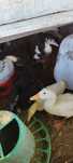 Patos domésticos juvenis, com aproximadamente 1 mês