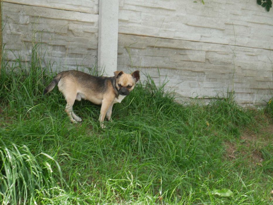 Chihuahua  piesek