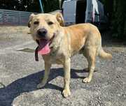Magnez - duży pies do adopcji
