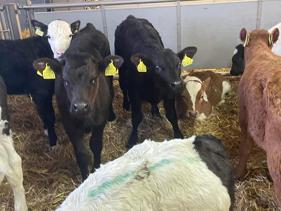 Cielaki odsadki byczki jałóeeczki