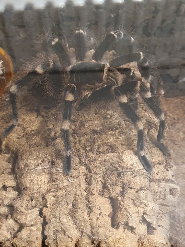 Witam na sprzedaż ptasznik
