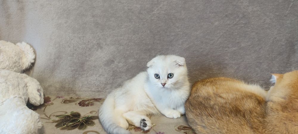 Капловухий срібна шиншилла