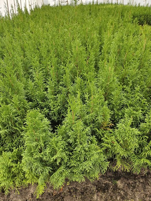 Tuja Smaragd - Szmaragd, trzyletnie sadzonki