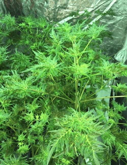 Nasiona marihuany In-Fern-Ho regularne Mutant Nomad seed Bank

In-fer-