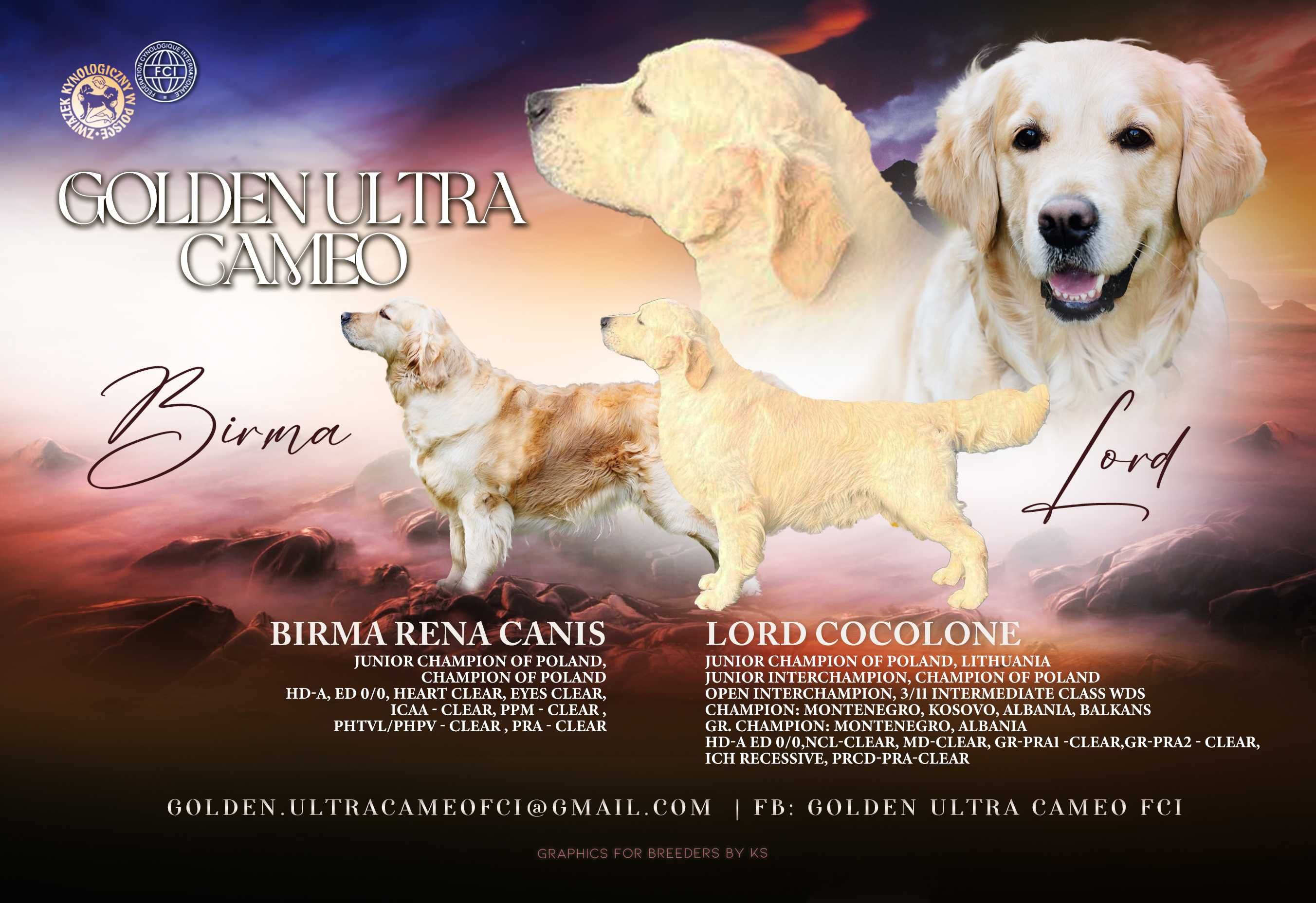 ADONIS z Golden Ulta Cameo FCI pies po Championach