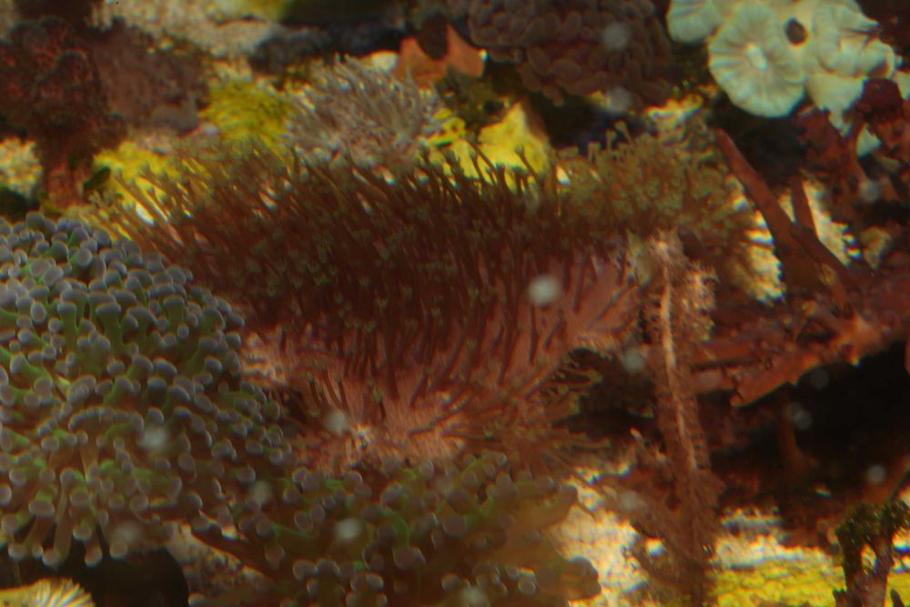 Sarcophyton Koralowce, Morskie