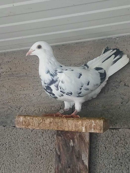 Pombos correios 2025