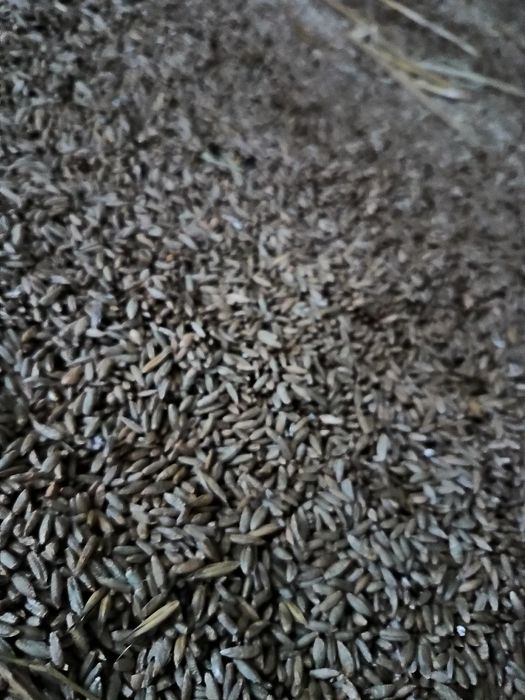 Pszenżyto ozime Tadeus żyto hybrydowe