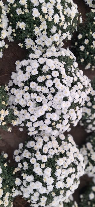 Chryzantemy drobnokwiatowe