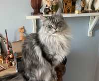 Kotka Maine Coon z rodowodem Felis Polonia