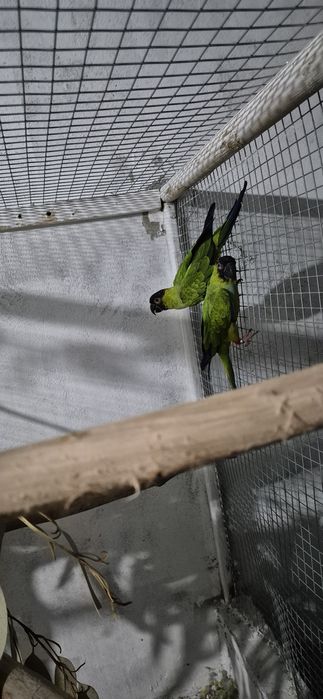 Casal Aratingas cabeça preta