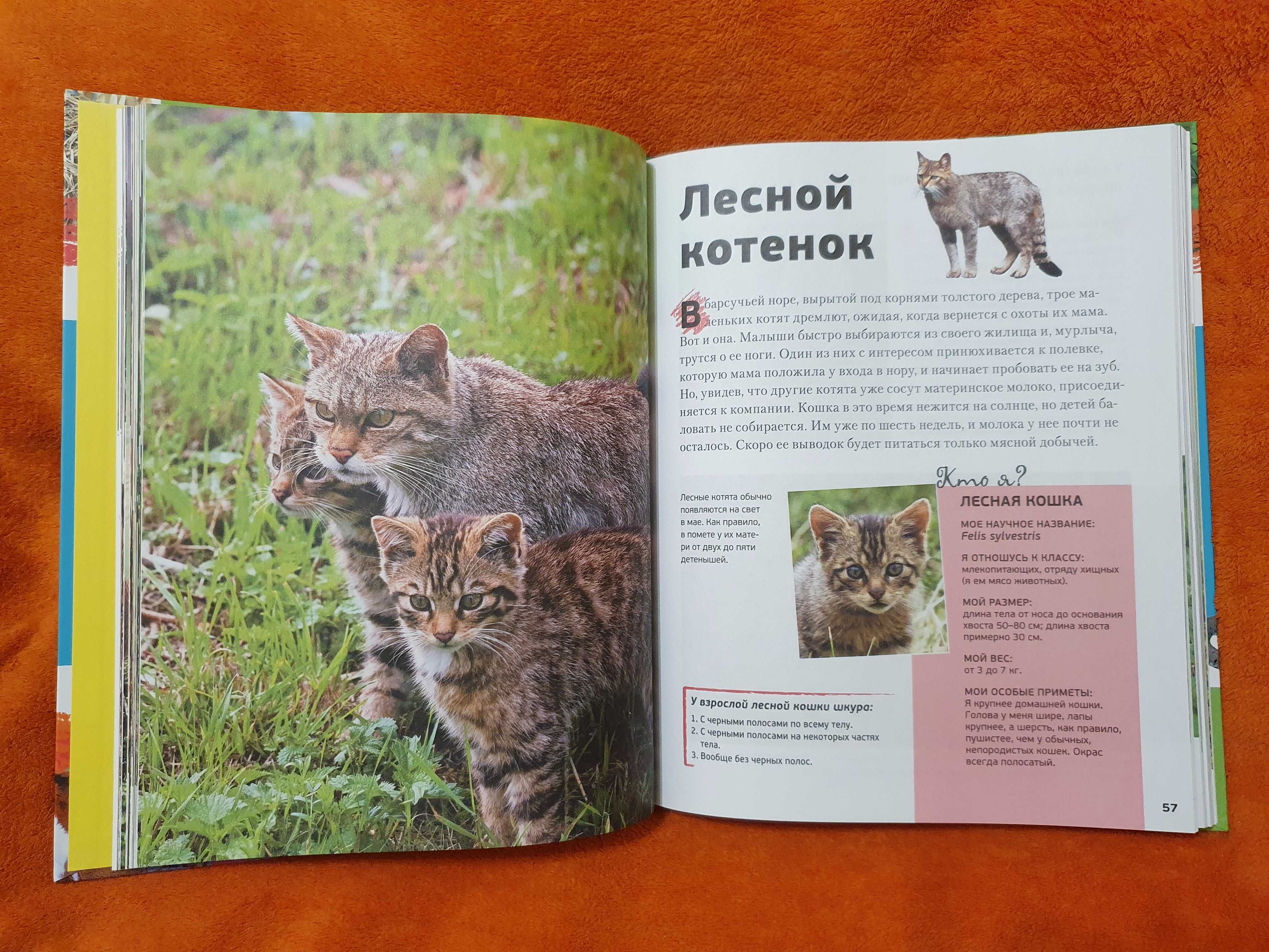 Энциклопедия животных для детей Знакомые малыши