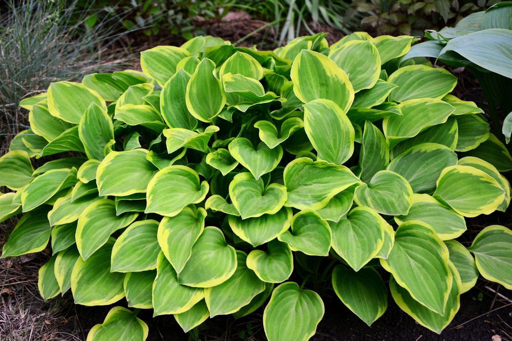 Funkia Hosta 'Golden Tiara' W DONICZCE 2.0L Jasne liście