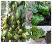 Плющ садовий, сорти Sulphur Heart, Woerner, Green Ripple