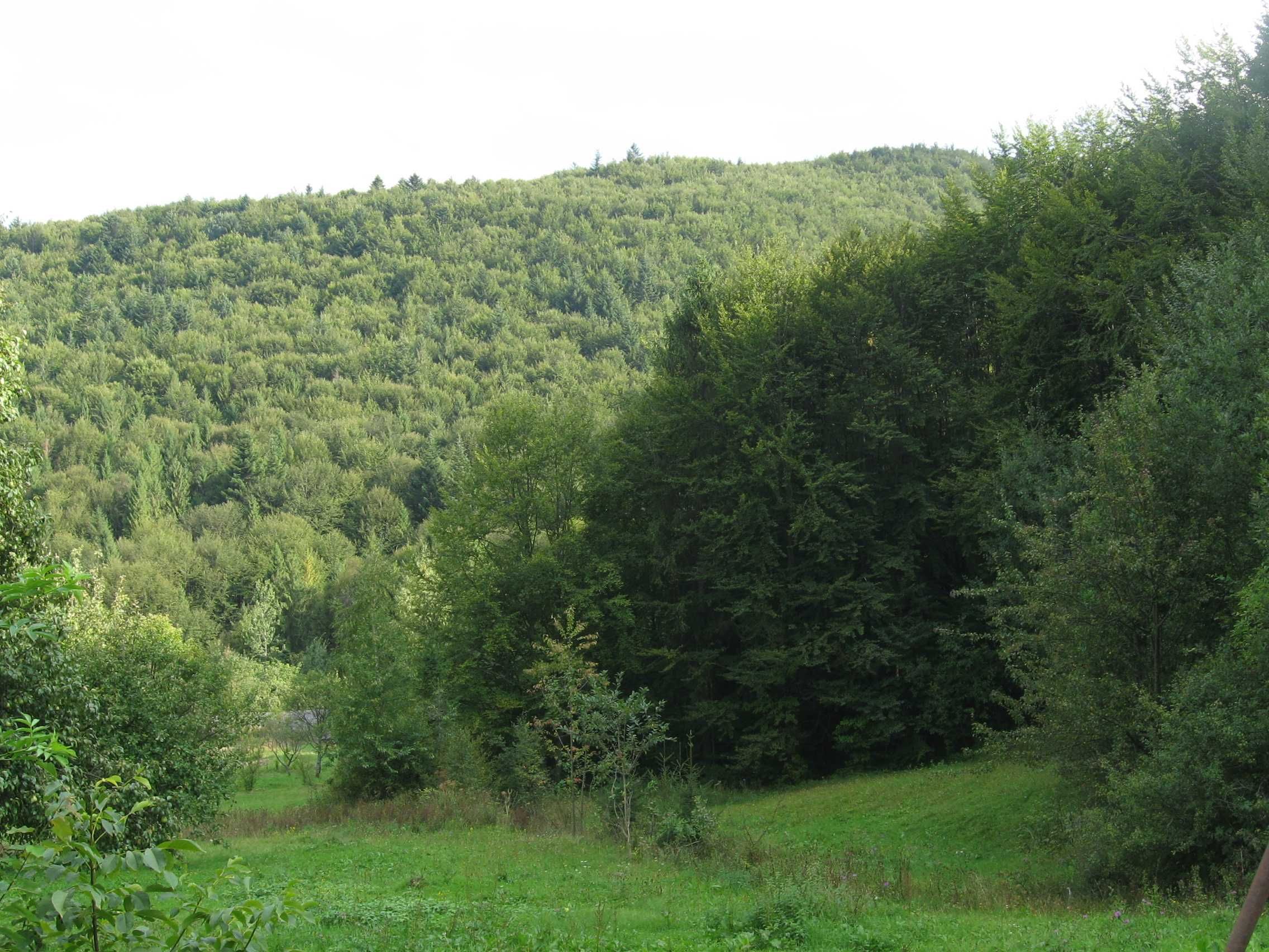 Земельна ділянка, с. Орів