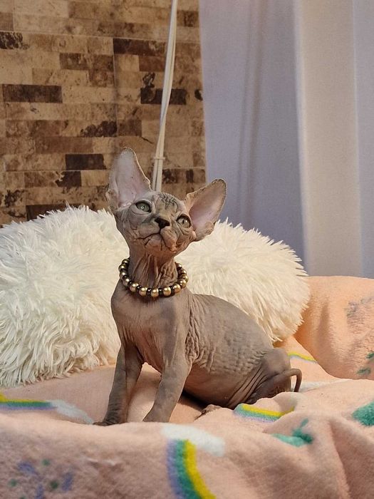 Gatinha Canadian Sphynx Lilás bicolor