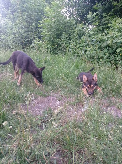 Помiсь Хаскi з Вiвчаркою