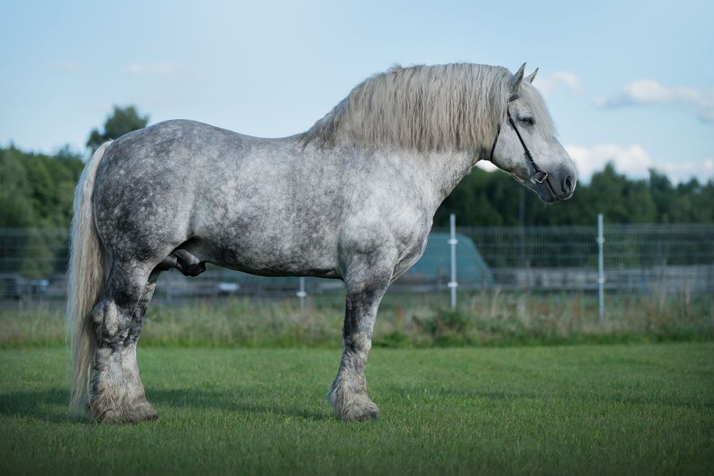 Oferuję do sprzedaży lub zamiany ogiera zimnokrwistego