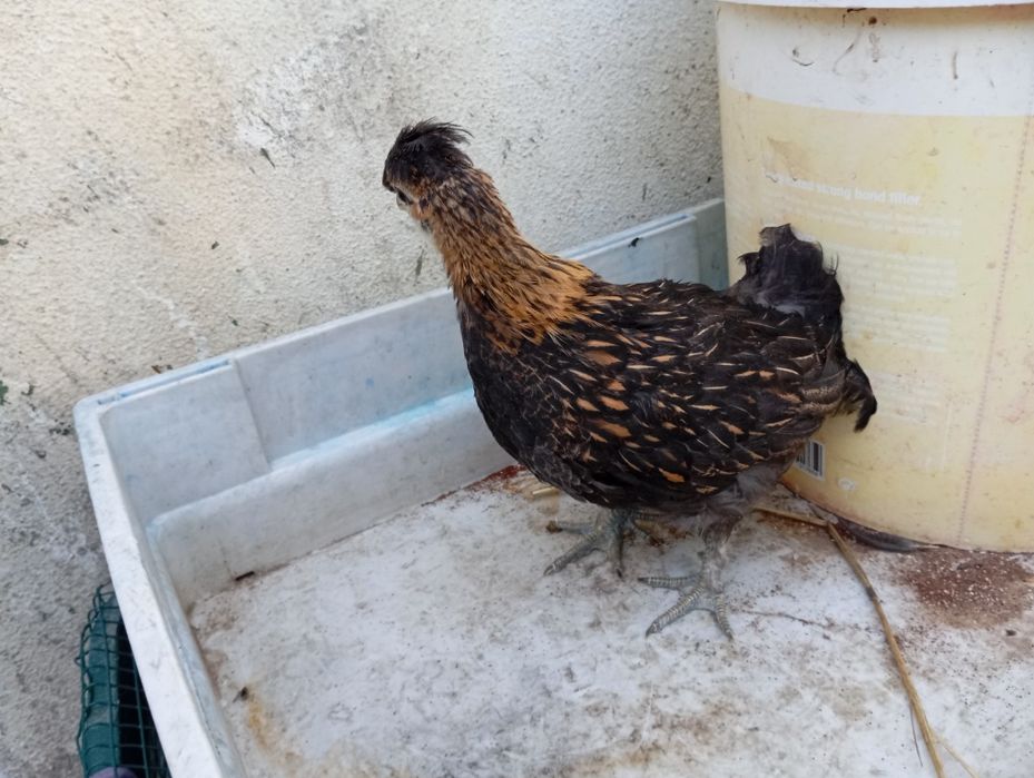 Frangos jovens Brahma × lusitana