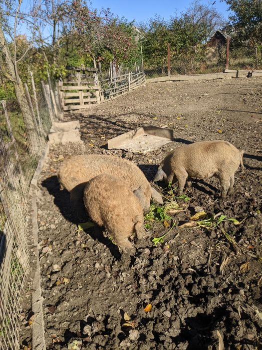 Поросята венгерської мангалиця