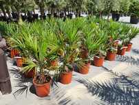 Trachycarpus fortunei palma mrozoodporna basen taras ogrod wys.90/100