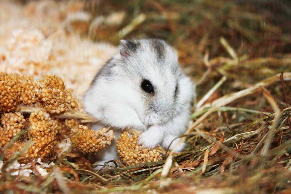 Джунгарские хомячки, хомячата, хомяки, хомяк, карликовые, джунгарики