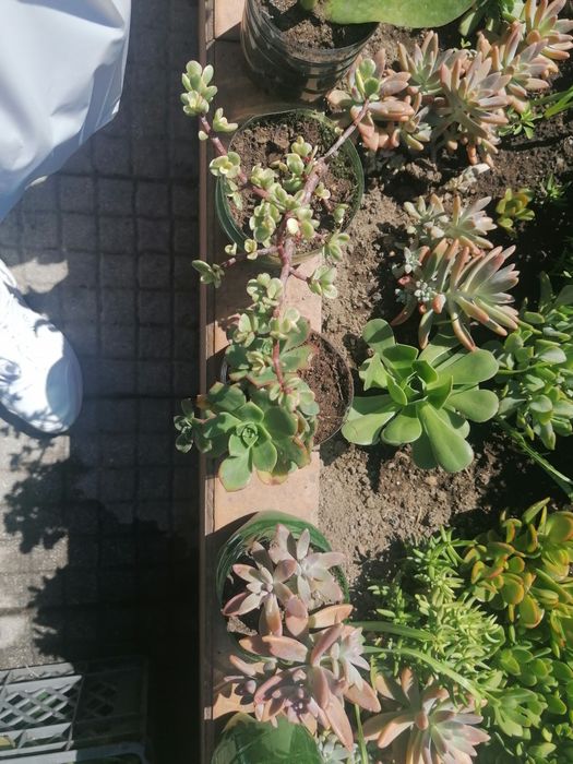 Catos e suculentas(Envio por correio)