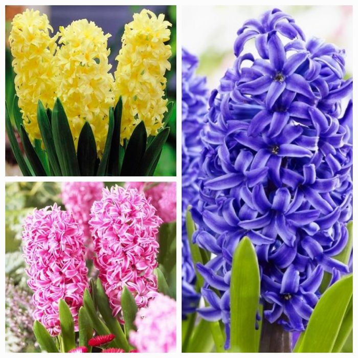 Цибулини гіацинтів для вигонки