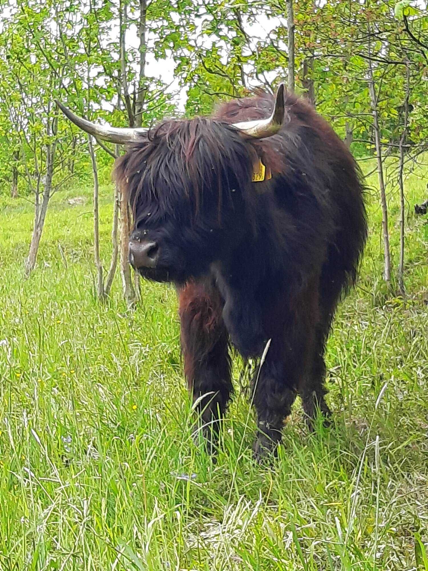 Krowy,  jałówki ,byczki szkockie rasy Highland