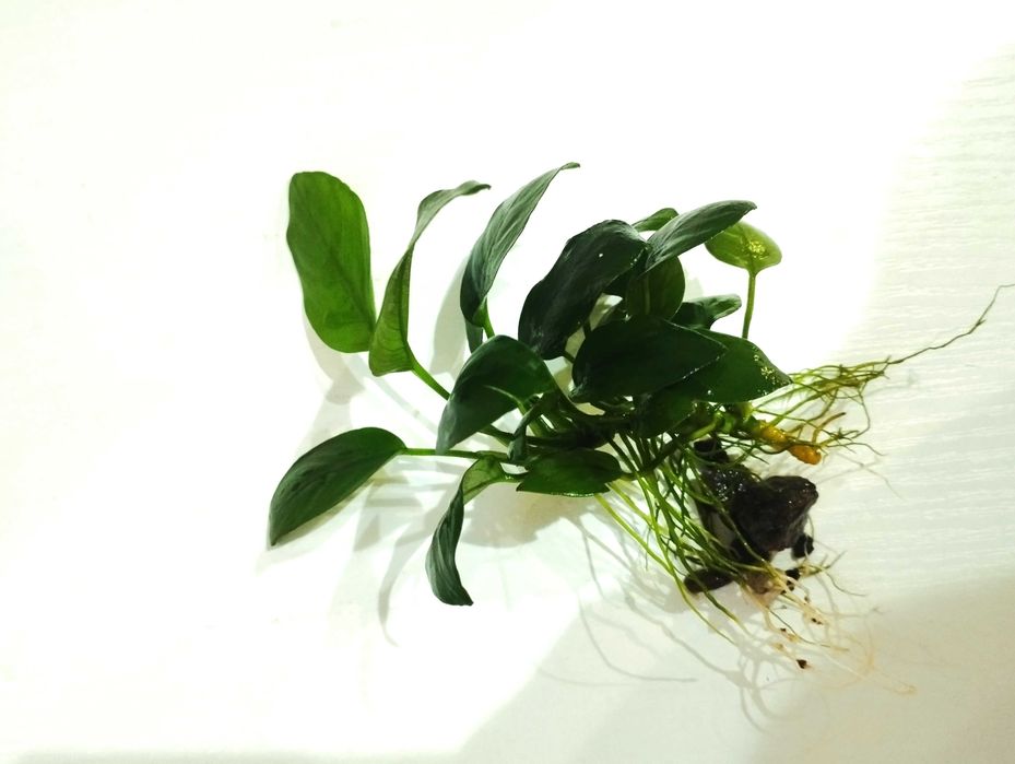 Растение для аквариума. Анубиас (Anubias).