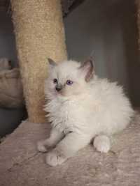 Ragdoll kociczka mitted z badaniami