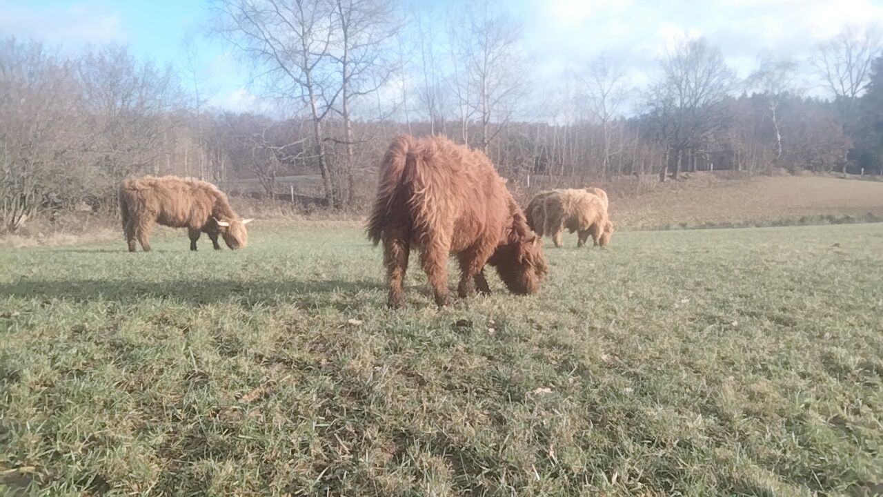 Byczek szkocki, Filip Highland Cattle