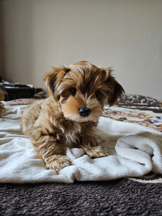 Yorkshire terrier ocean pearl
