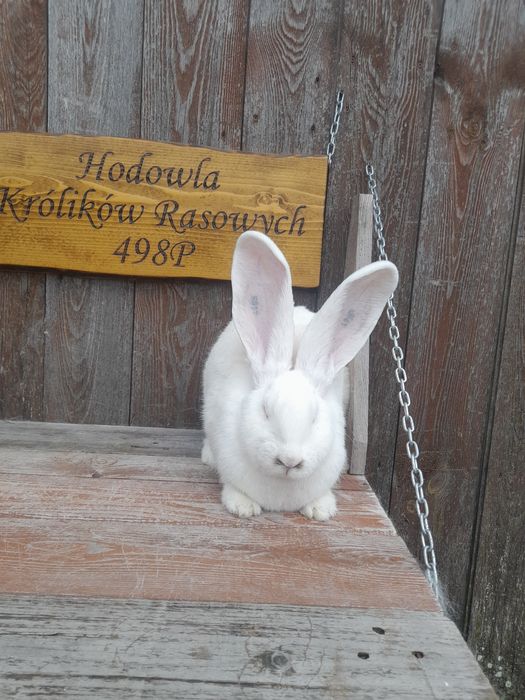 Króliki belgijskie białe