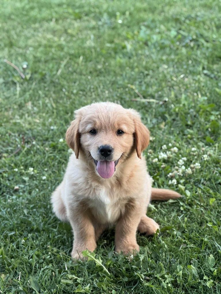 Piesek Golden Retriever