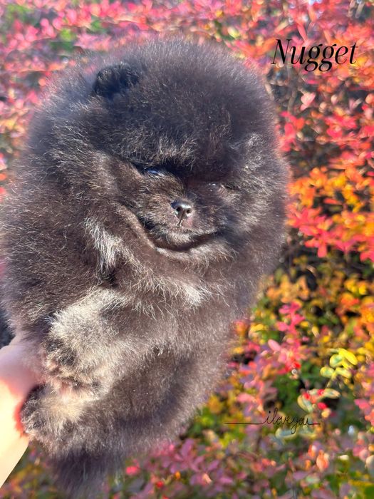 Pomeranian szpic /miniaturowy