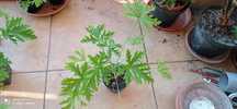 Geranium anginka lecznicza