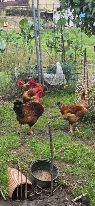 Disponíveis caseiros