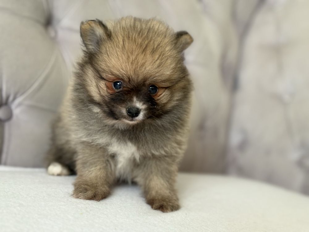 Pomeranian Szpic Miniaturowy