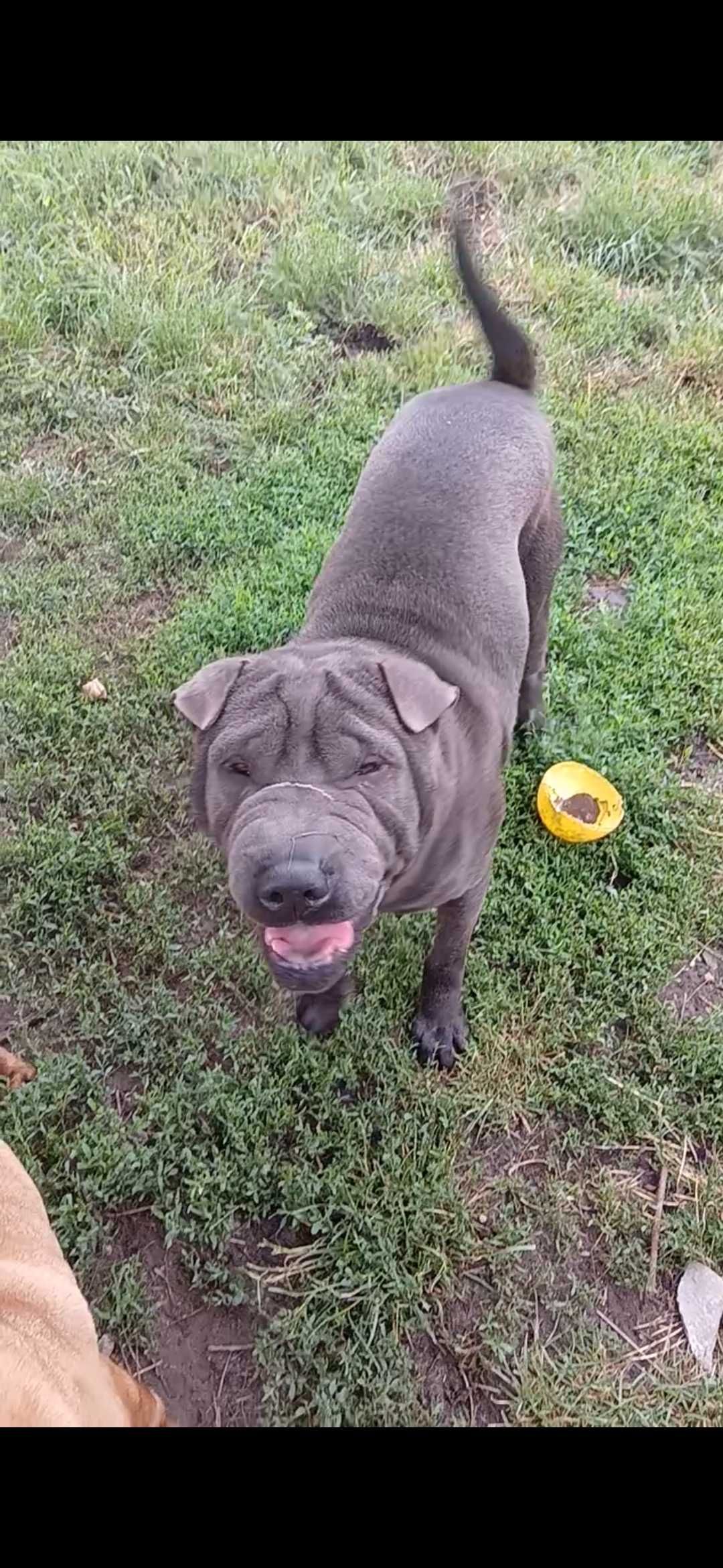 Oddam rasowego psa Shar Pei, rodowód FCI.