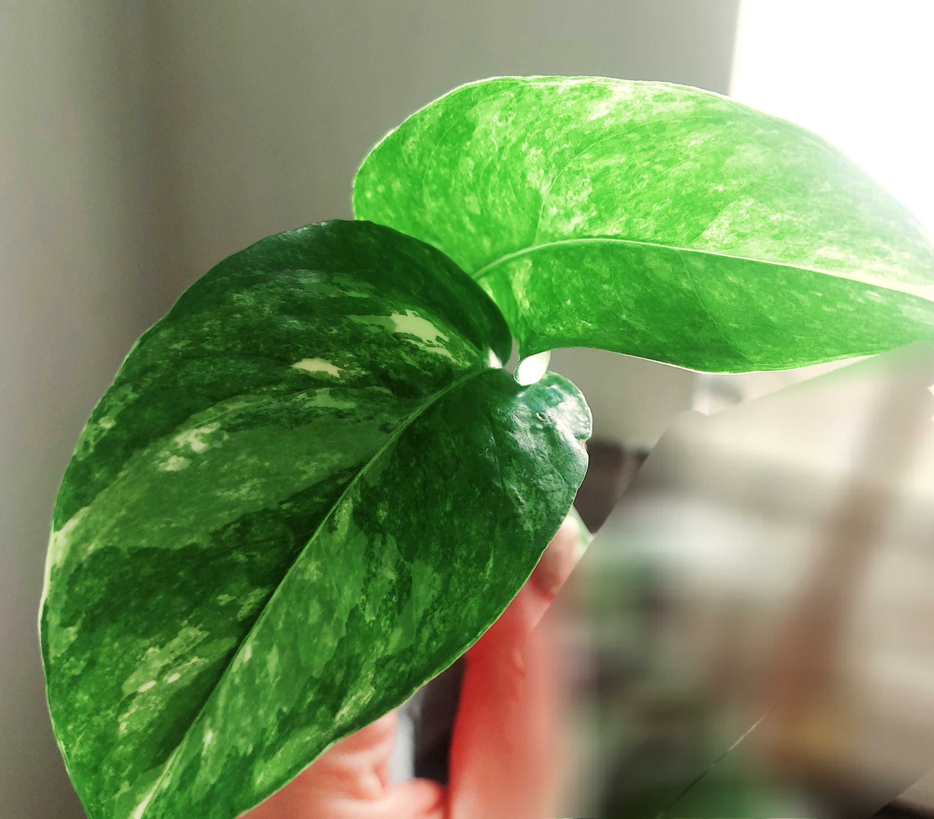Epipremnum pinnatum variegata szczyt