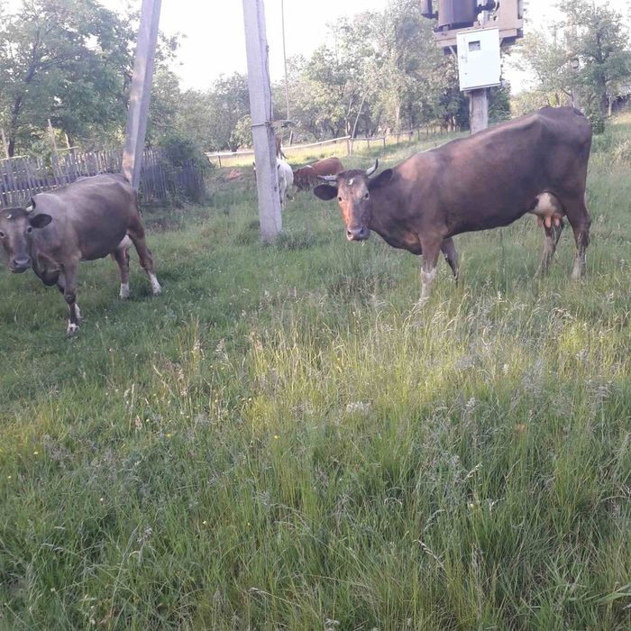 Продаю молоді корови і телички