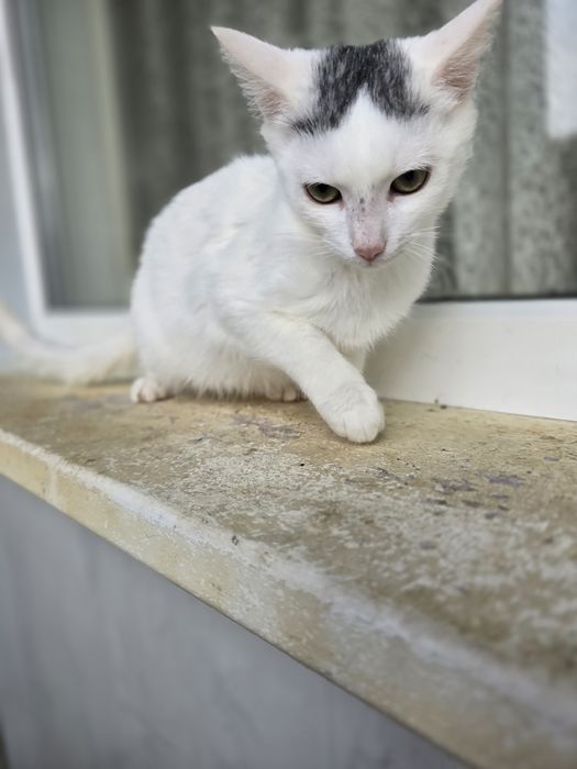 Киця в добрі ручки!