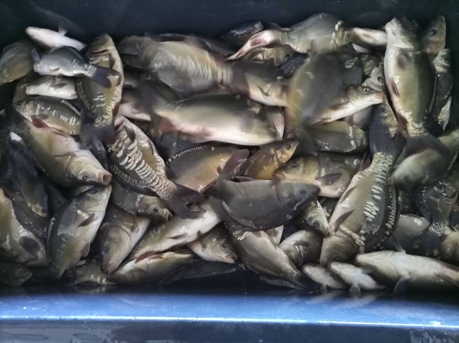 Karp narybek 8 sztuk na kg , amur lin szczupak karaś